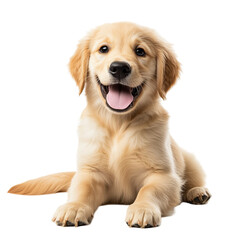 Adorable Golden Retriever Puppy Sitting and Smiling &ndash; Happy Dog Isolated on Transparent Background