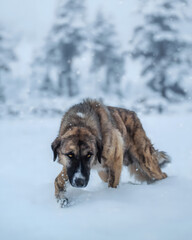 Dog in Snow, Winter Landscape, Canine Photography