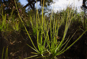 Portuguese sundew (Drosophyllum lusitanicum) with curling leaves in natural habitat, Portugal 