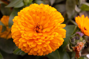 Beautiful yellow flowers in a flowerbed.