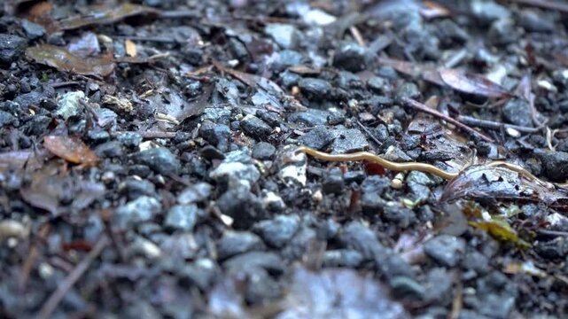 Invasive arrowhead flatworm slithers across trail stones in Florida woods
