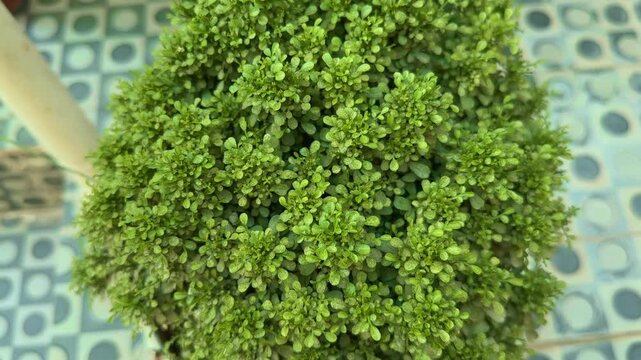 closeup of Murraya paniculata also known as table kamini plant with glossy Green Foliage