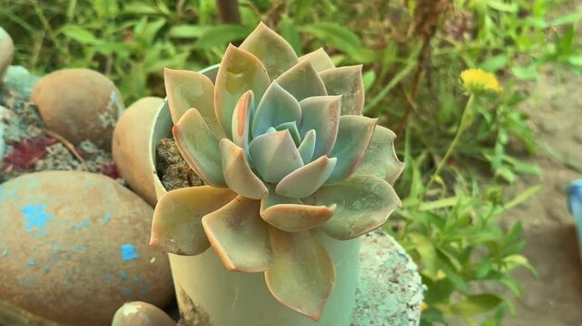 Closeup shot of a green echeveria elegans plant , God's Throne, Mexican gem or white Mexican rose is a species of flowering plant in the family Crassulaceae,