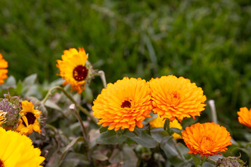 Beautiful yellow flowers in a flowerbed.
