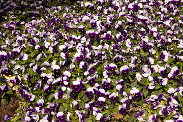 Obraz premium Vittrock violets planted in a row.