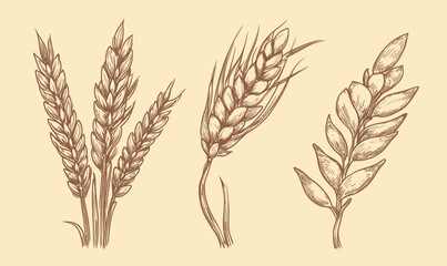 Wheat Ears Vintage Engraving Vector Illustration for Cereal Crop Design