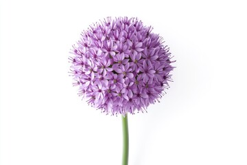 Allium Flower with Purple Petals on a White Background Studio Shot