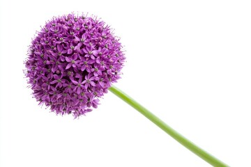 Blooming Allium Flower Head with Purple Petals on White Background