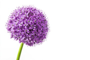 Blooming Purple Allium Flower on White Background Close-up Studio Shot