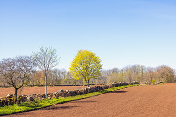 Sown field in springtime with budding trees by a stonewall