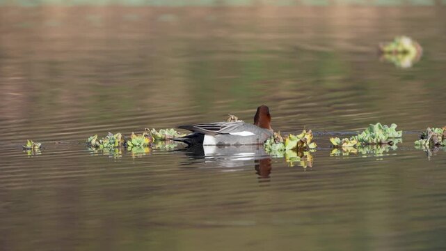 The Eurasian Wigeon (Mareca penelope) is a medium-sized dabbling duck with a distinctive chestnut head, creamy forehead, and gray body, commonly found in wetlands across Europe, Asia, and Africa