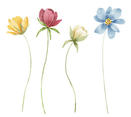 Naklejka premium Wild flowers set, watercolor digital illustration. Perfectly for poster, card design. Mother's Day, Birthday, Valentine's day decoration.