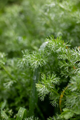 Green macro shot of lush vegetation with fine details