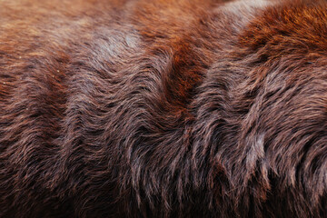 Close-up view of rich brown dog fur texture under soft light