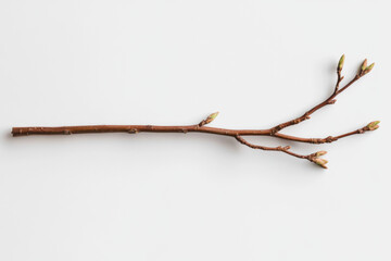 Fototapeta premium Branch growing new buds on white background symbolizing spring and rebirth
