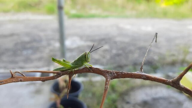 Green Grasshopper Perched on a Thorny Branch
