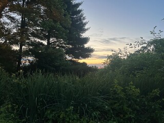 sunset in the forest