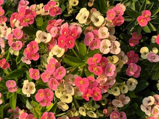 Close up Crown of Thorns, Christ Thorn flower in garden. Scientific name is Euphorbia milii Des...