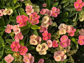 Close up Crown of Thorns, Christ Thorn flower in garden. Scientific name is Euphorbia milii Des...