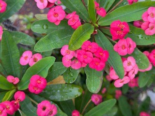 Close up Crown of Thorns, Christ Thorn flower in garden. Scientific name is Euphorbia milii Des...