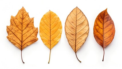 Autumn Leaves: A captivating close-up showcases an array of vibrant autumn leaves in warm hues, each unique in shape and texture, arranged for an aesthetic display, celebrating the beauty of fall.