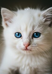 closeup cute kitten white on a white background white
