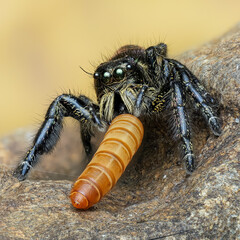 Jumping Spiders in Việt Nam