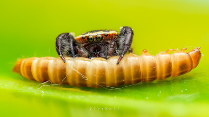 Jumping Spiders in Việt Nam