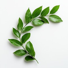 Obraz premium Green leaves arranged artistically on a light background.