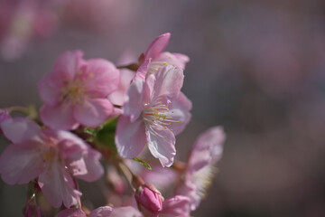 The cherry blossoms have bloomed