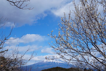 The cherry blossoms have bloomed