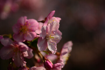 The cherry blossoms have bloomed