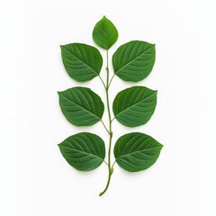 Green leaves arranged symmetrically on a light background.