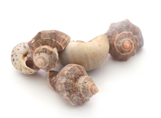 Close-up of seashells against white background - stock photo
