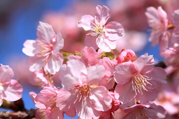 The cherry blossoms have bloomed