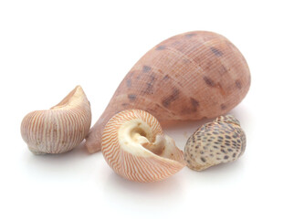 Close-up of seashells against white background - stock photo
