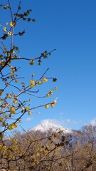 The cherry blossoms have bloomed