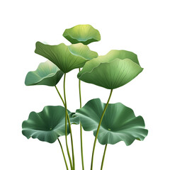 Fresh Lotus Leaf Isolated for Elegant Design, isolated on transparent background.