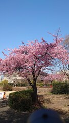 Obraz premium The cherry blossoms have bloomed