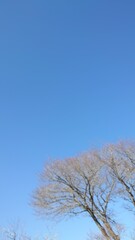 The plum blossoms have bloomed