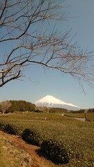 The plum blossoms have bloomed