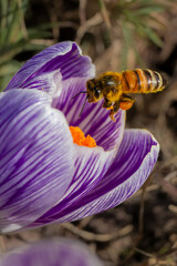 Pszczoła zbierająca pyłek z kwiatu krokusa © Janusz