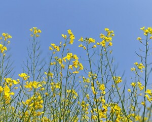 yellow flowers