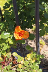 여름에 피어나는 주황 빛 노란 장미, 대한민국