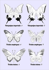 A black-white butterfly illustration featuring three species: Teinopalpus imperialis, Troides amphrysus, and Troides helena, with male and female differences. Ideal for coloring and educational use.