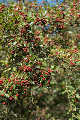 photo Lush Hawthorn Tree Branches Display Vibrant Red Berries Among Dense Green Leaves under a Clear Blue Sky, Perfect Habitat for Various Bird Species and a Rich Source of Wildlife Nutrition