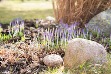 emerging crocus blooms amidst dry grass and stones, basking in warm sunlight in a garden setting,...