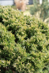 close-up view of dense green foliage on a bush with blurred natural background in a sunlit garden setting, wild, captivating, woodsy, sunrays, climate, gentle, soft, bright, tranquil, warm, alive