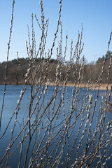 delicate pussy willow branches swaying by tranquil lakeside against clear blue sky, capturing the essence of early spring with budding nature in serene forest backdrop. simple, health, life © Yaraslava