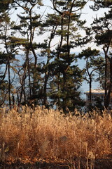 한국 울산 대왕암공원의 산책길, 소나무와 갈대 그리고 바다의 조화